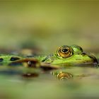 Frosch