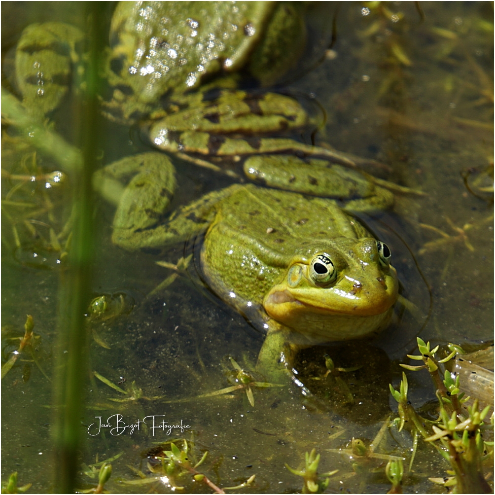 Frosch