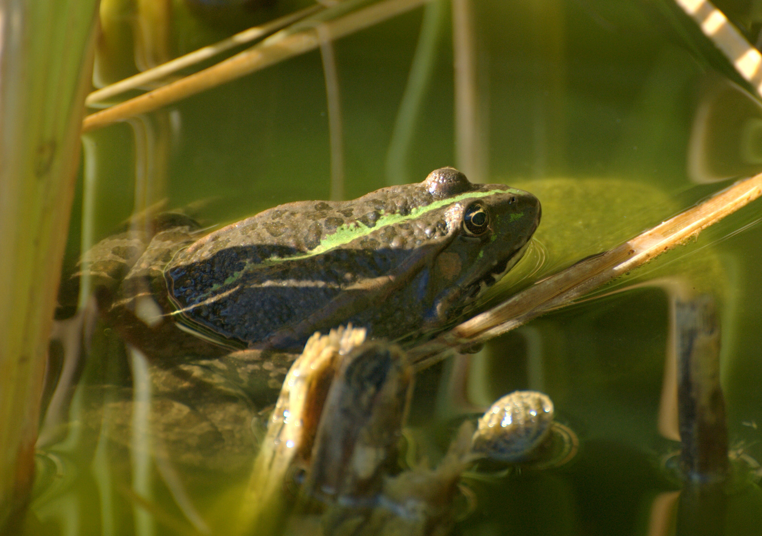 Frosch