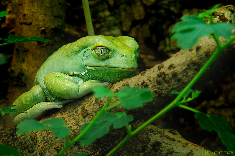 :: Frosch ::