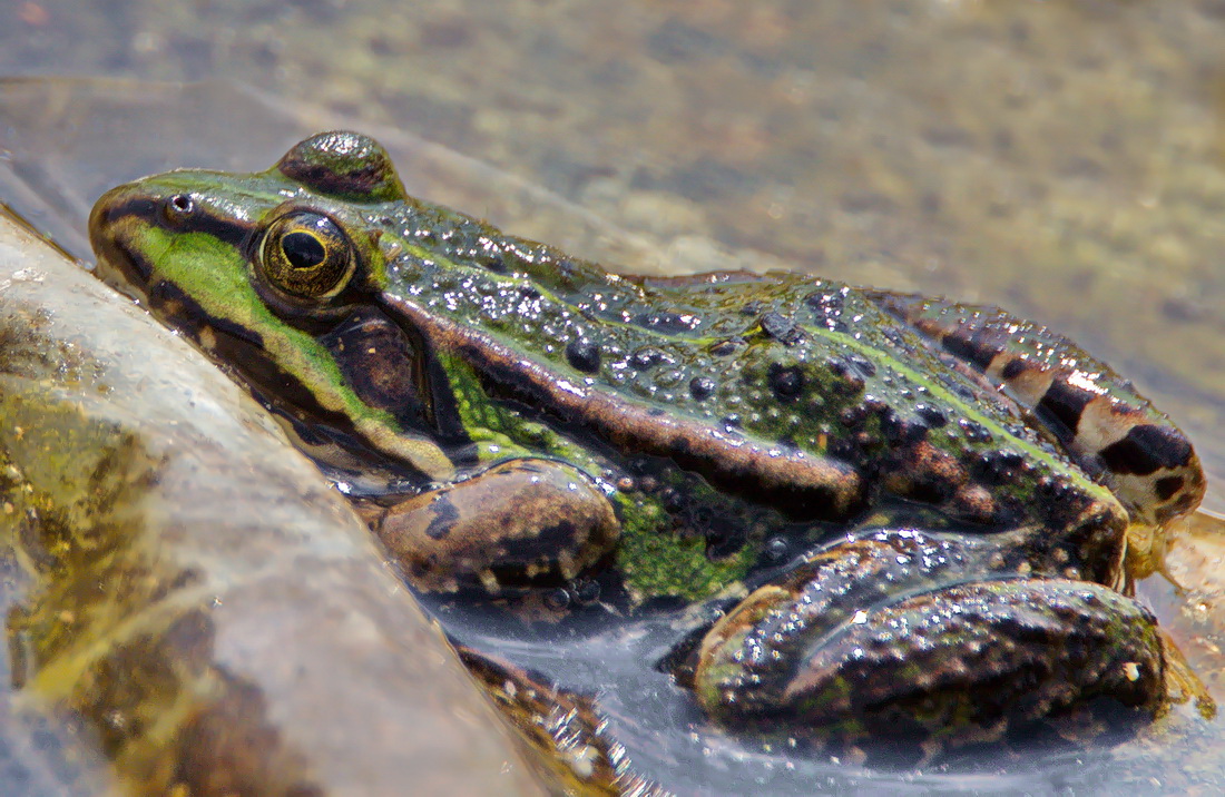 Frosch