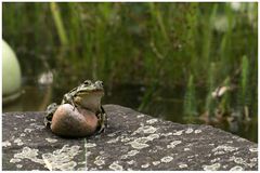 // frosch