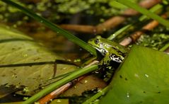 Frosch