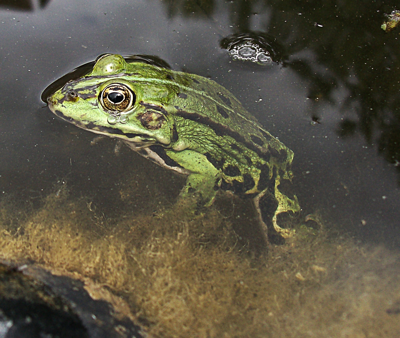 Frosch