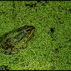 Frosch