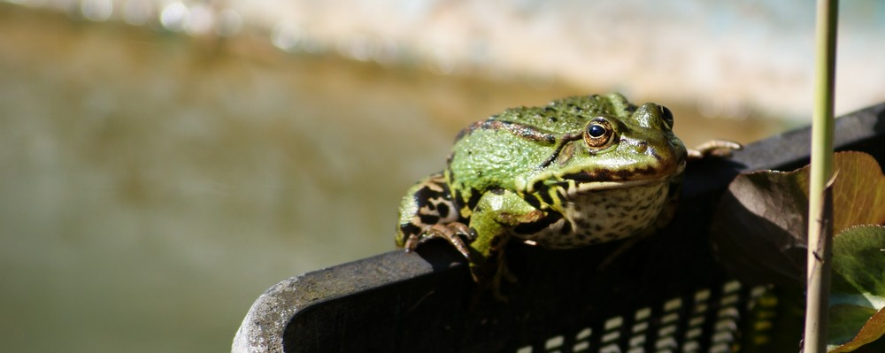 Frosch von Malgorzata Maciag 