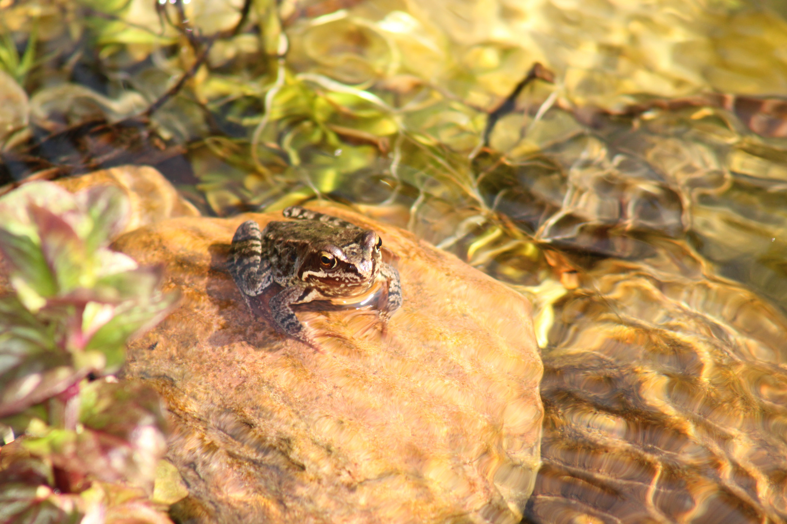 Frosch