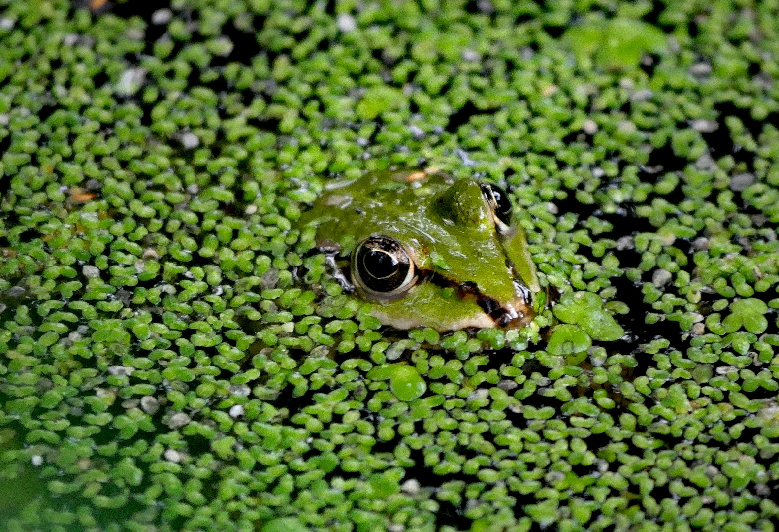 Frosch