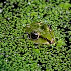 Frosch