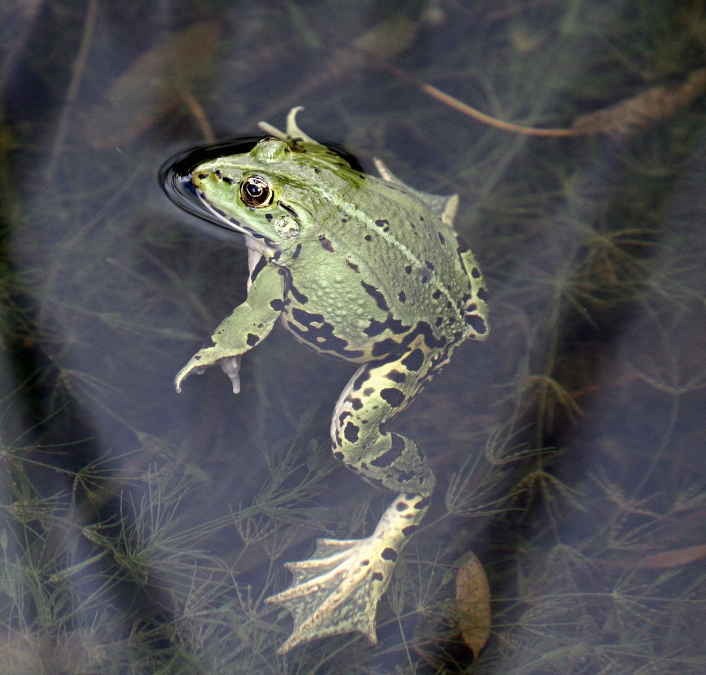 Frosch