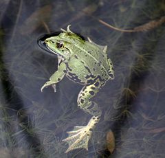 Frosch