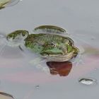 ... Frosch ...