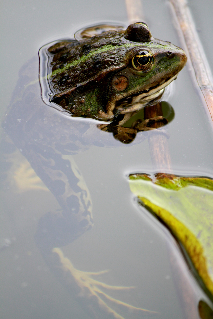 Frosch