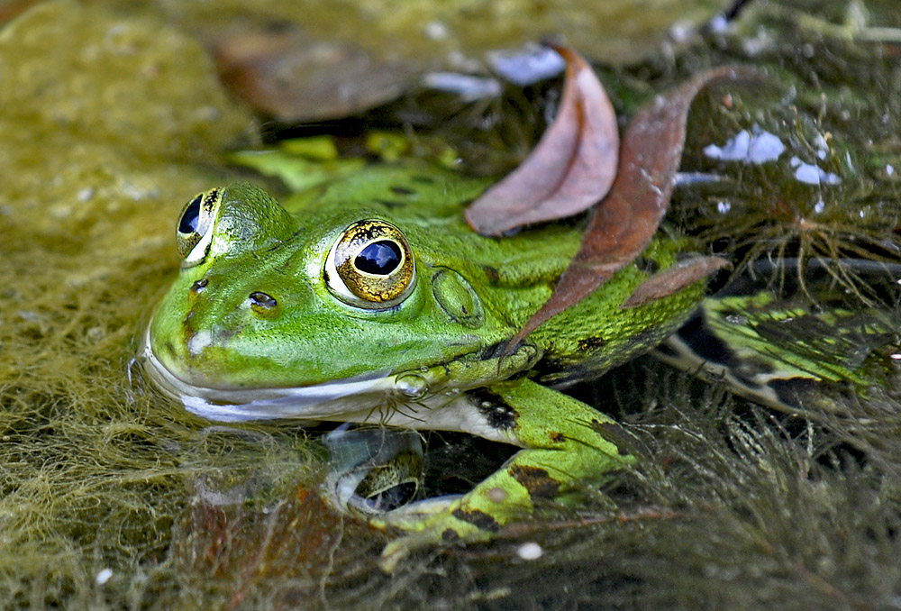 Frosch