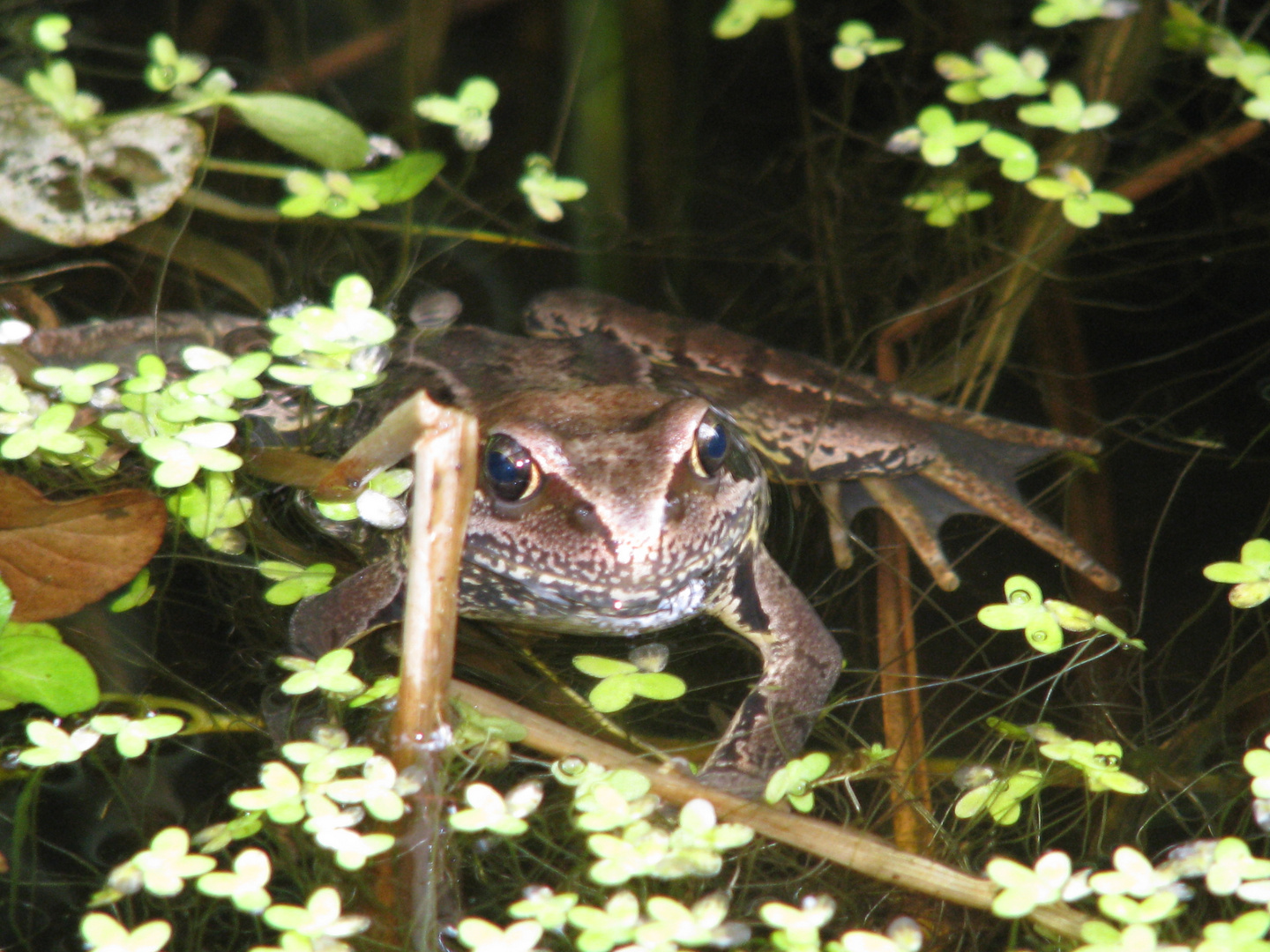 Frosch