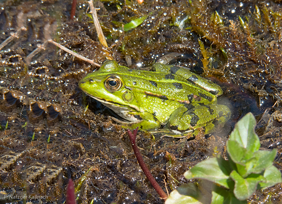 Frosch 