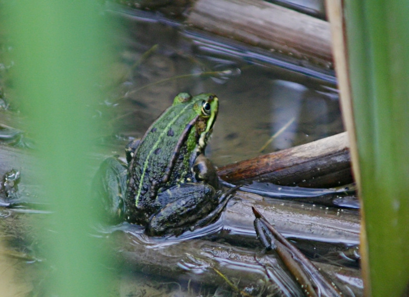 Frosch