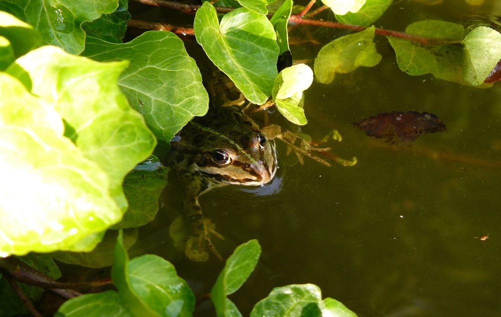 Frosch