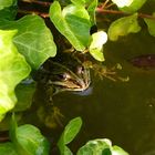 Frosch