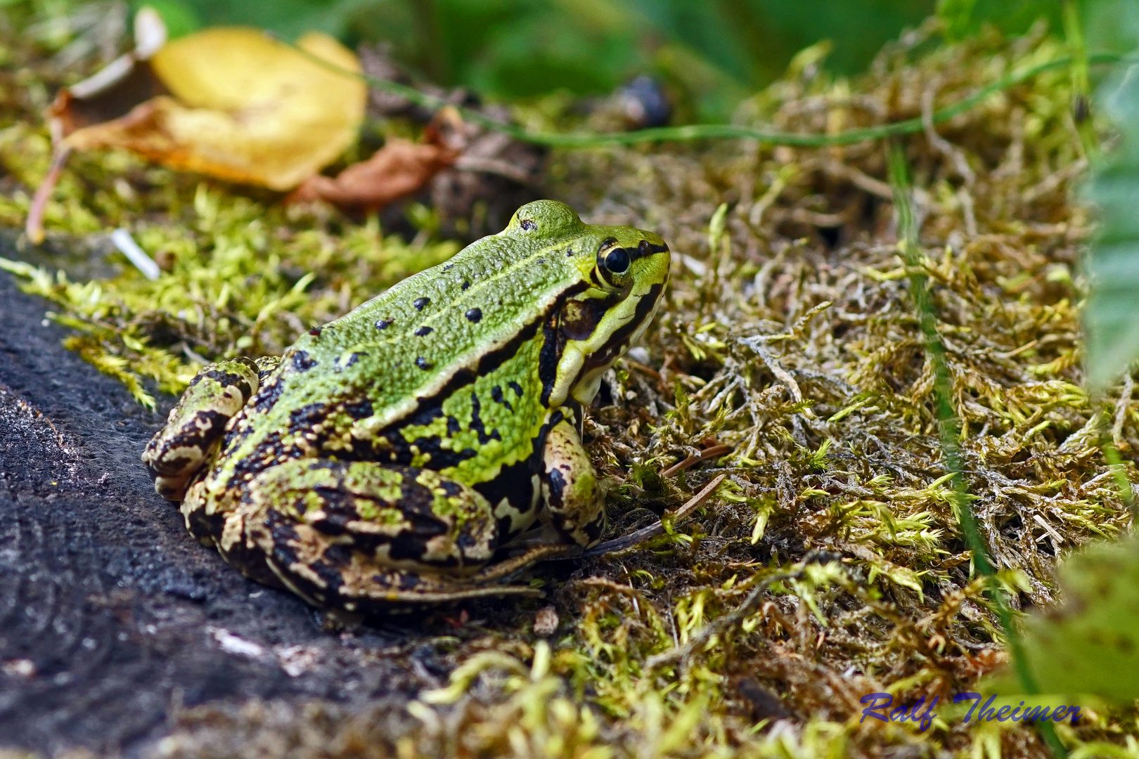Frosch Foto & Bild | tiere, wildlife, amphibien & reptilien Bilder auf