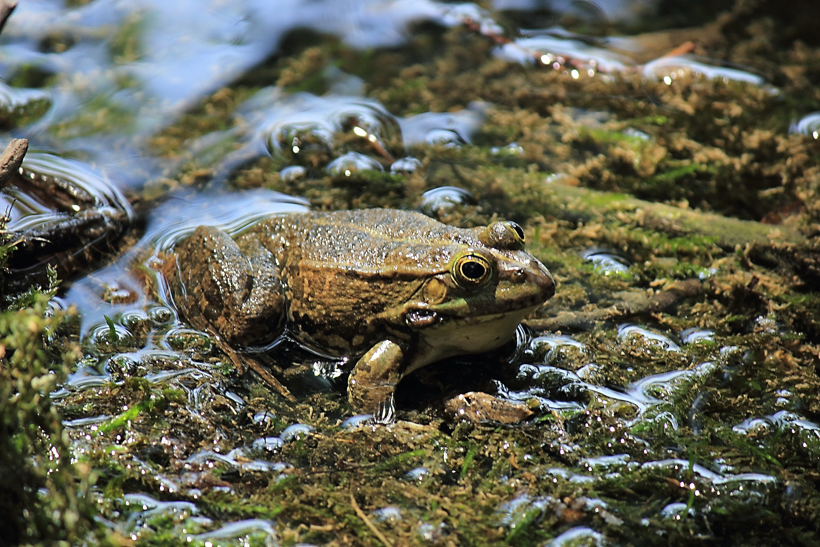 Frosch