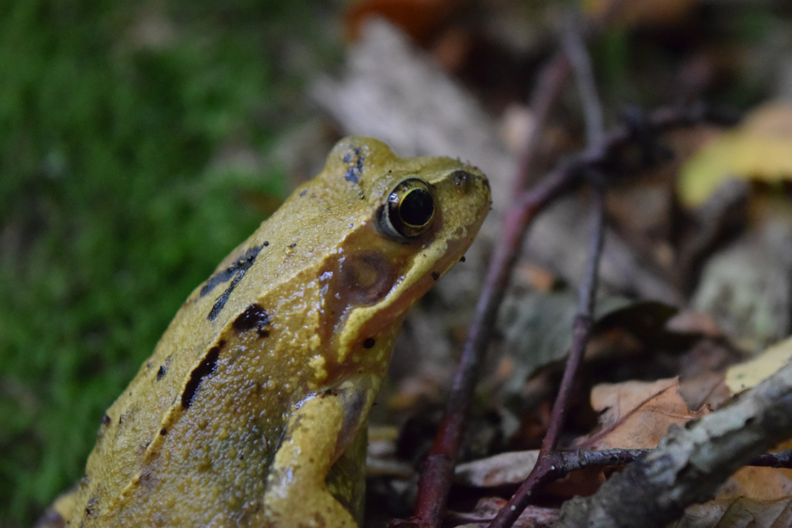 Frosch