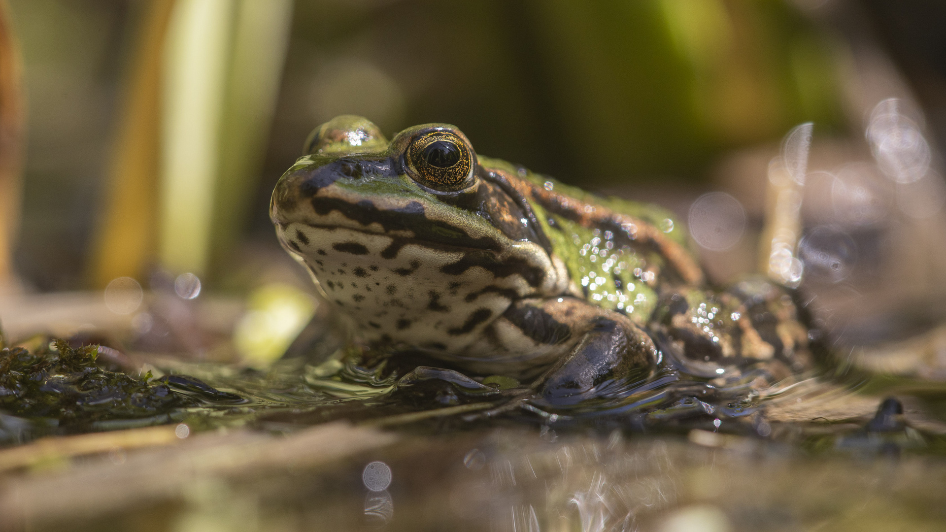 Frosch