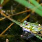 Frosch - 6