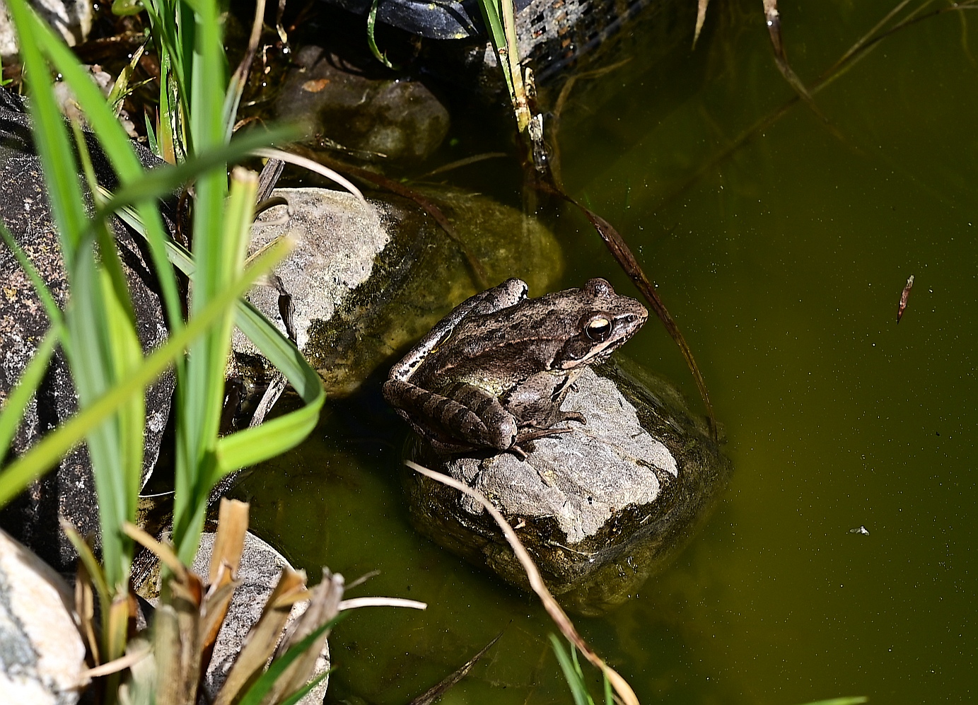 FROSCH