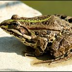 Frosch