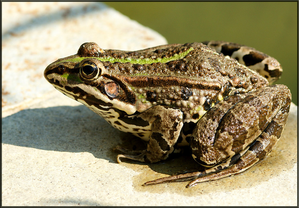 Frosch