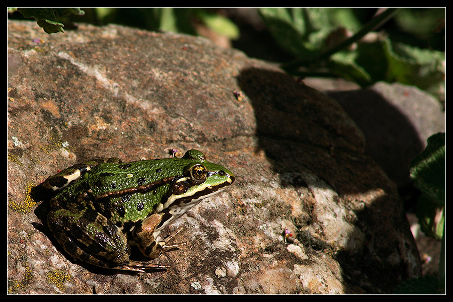 ° Frosch °