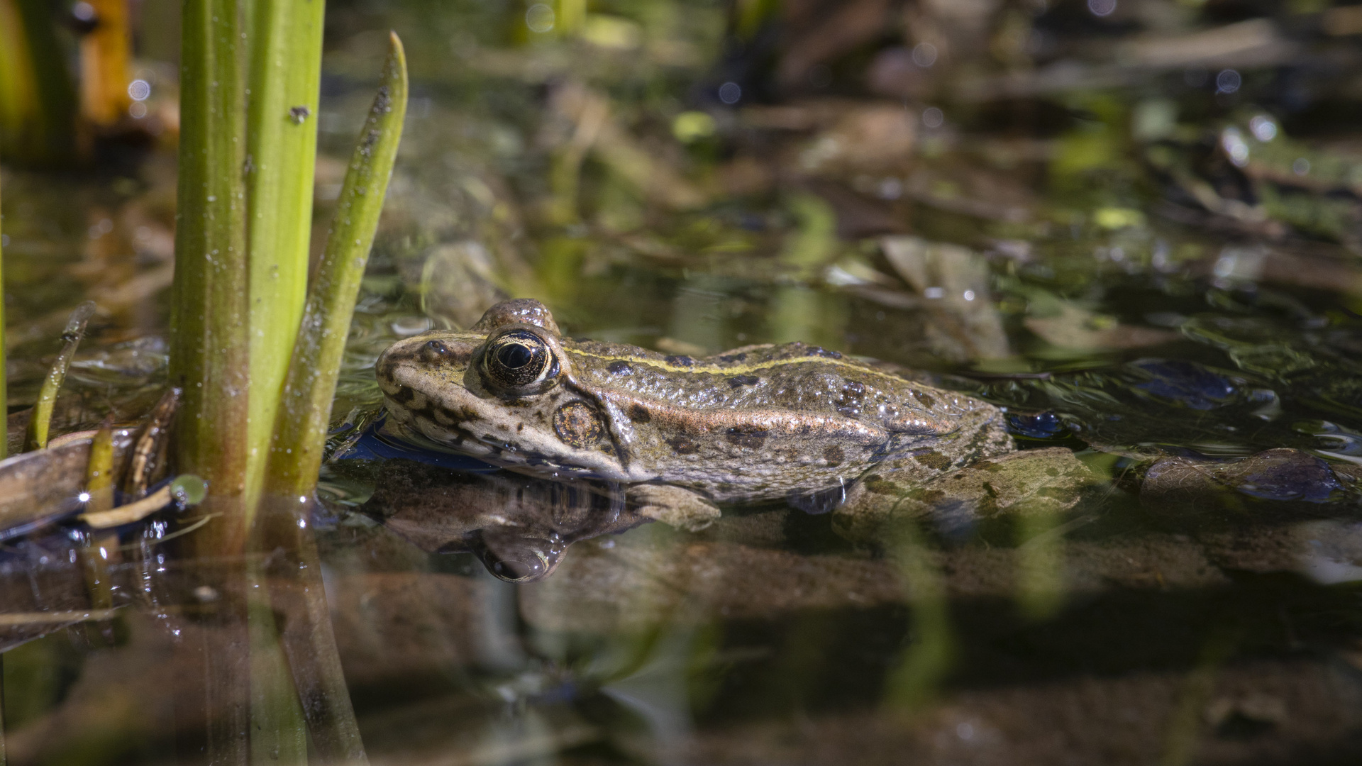 Frosch