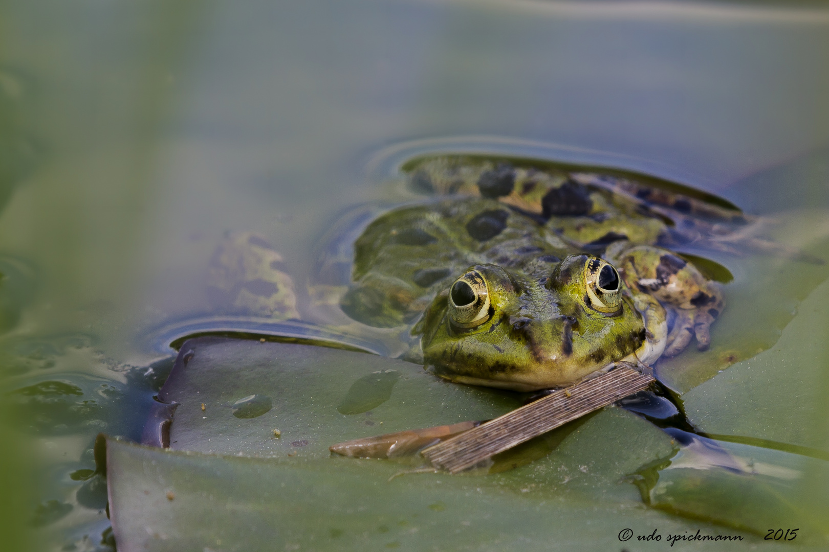 Frosch