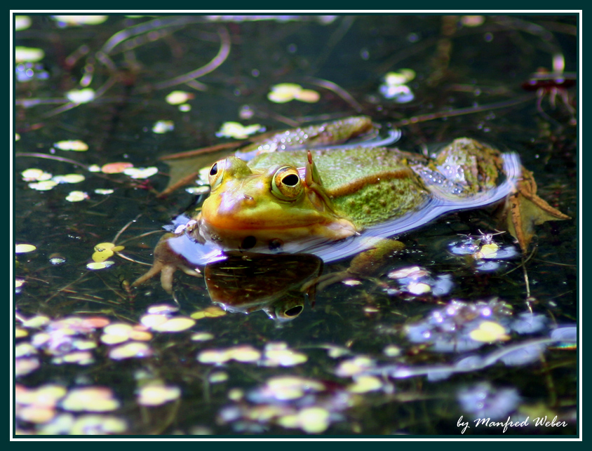 Frosch