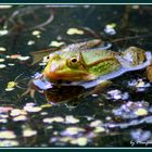 Frosch