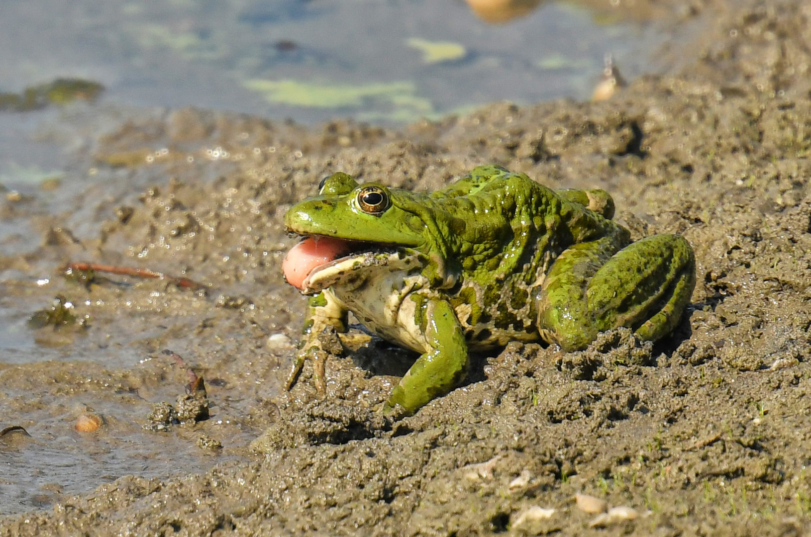 Frosch