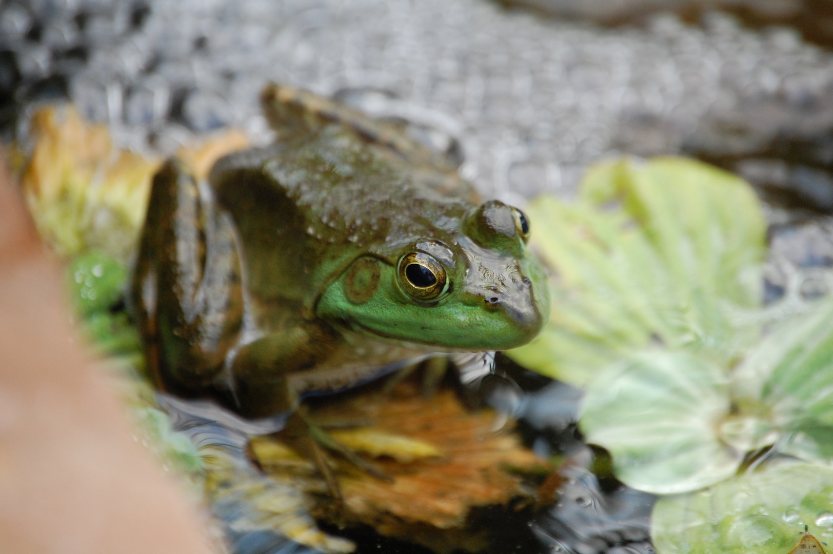 Frosch