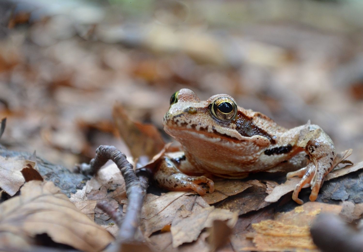 Frosch