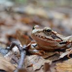 Frosch