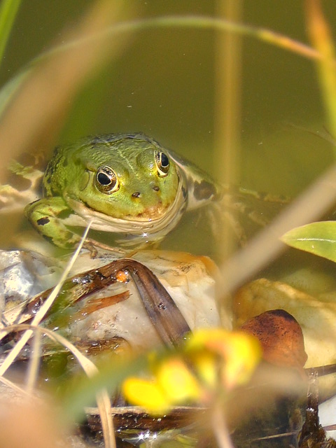 Frosch