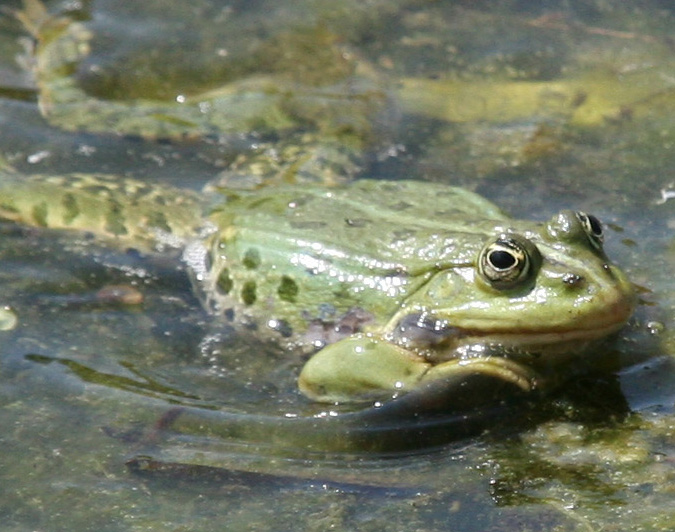 Frosch