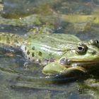 Frosch