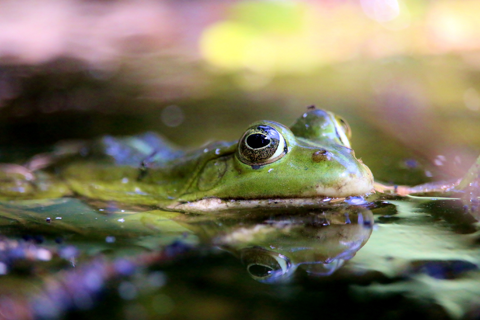 frosch