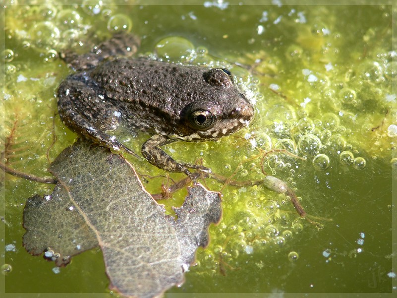 frosch