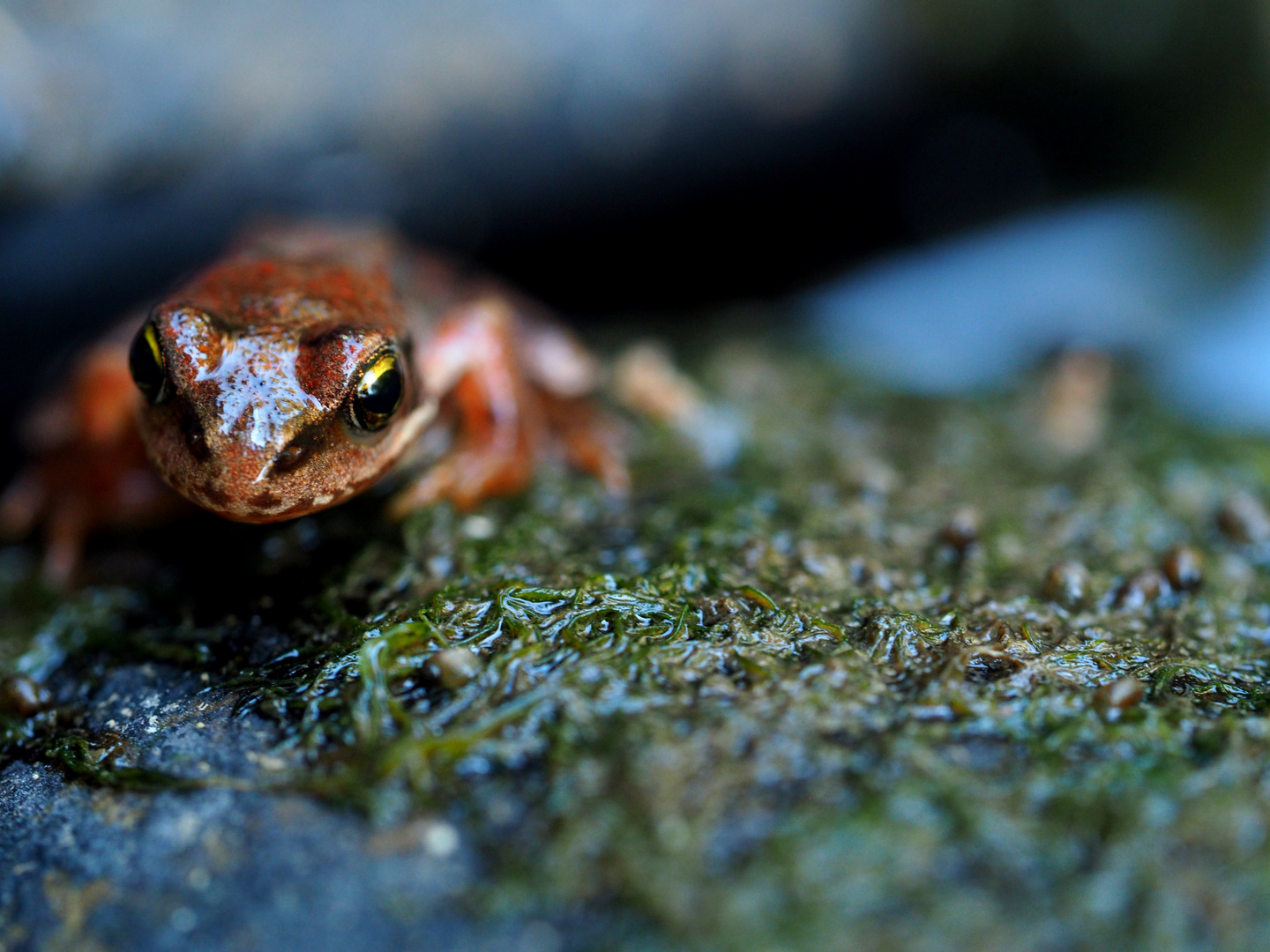 Frosch