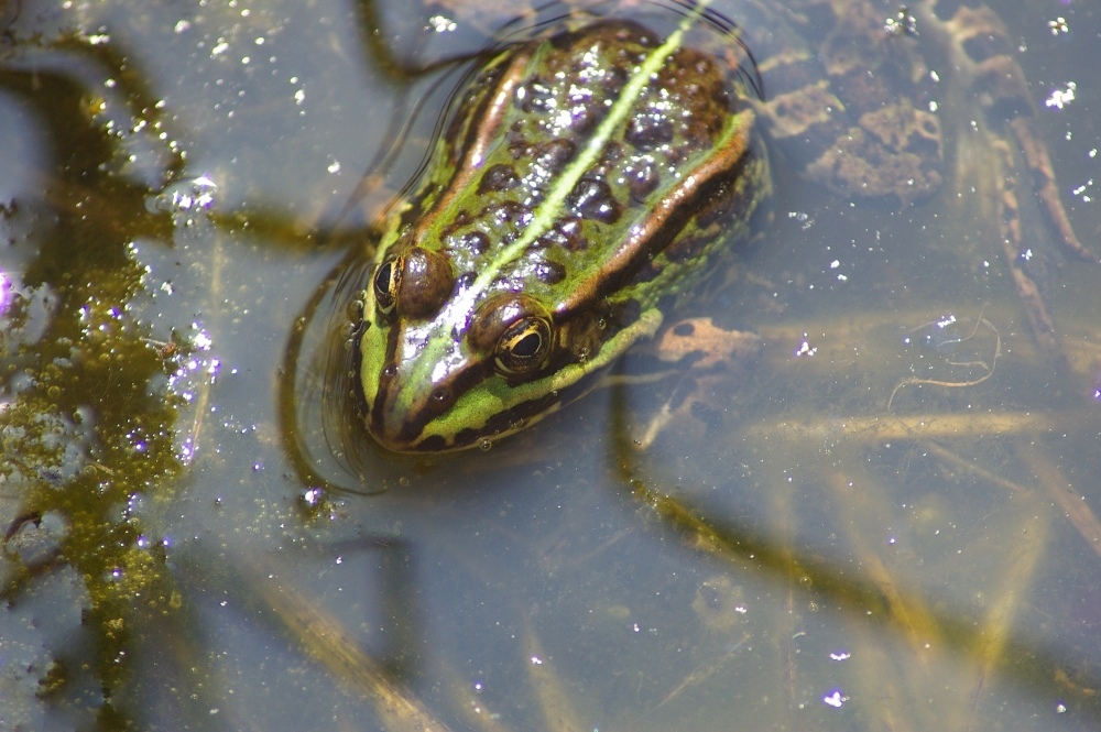 Frosch