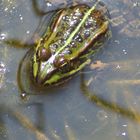 Frosch