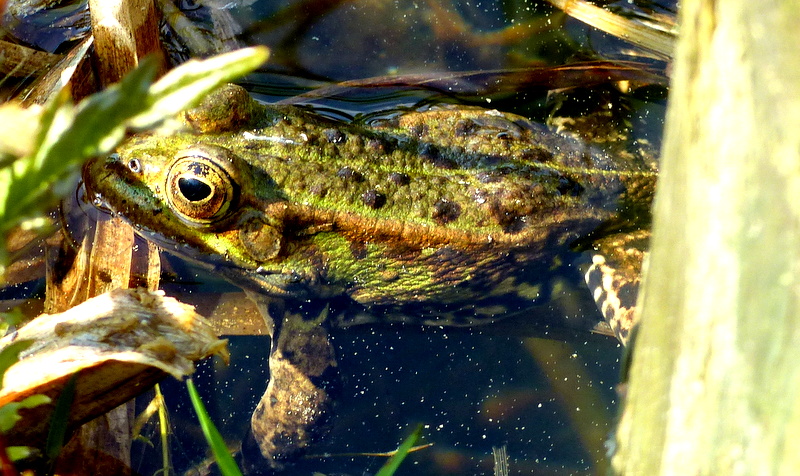 Frosch