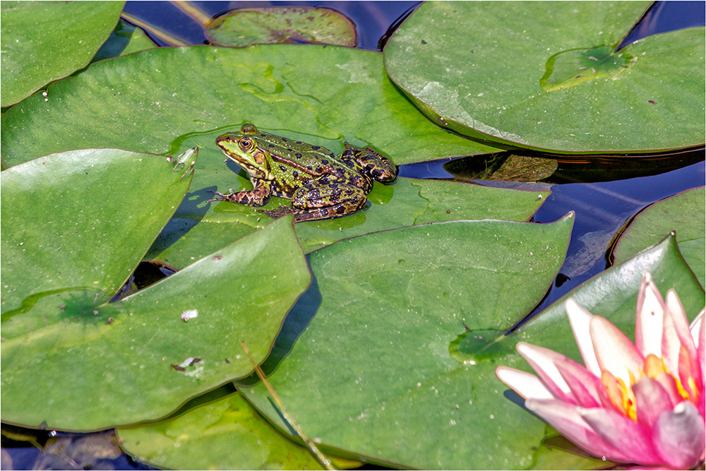 Frosch